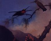 Strip, Breasted Starthroat - 马丁·约翰逊·赫德